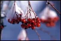 USA: MA, Berries in Snow