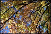 USA: MA, Leaves in Fall