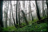 USA: NH, White Mountains, Dead Tree at Liberty Spring Trail