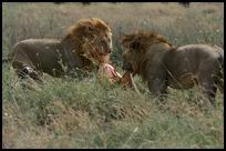 Two Lions are Having Breakfast, Serengeti NP, Tanzania