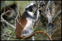 Red_Colubus_Monkey,_Zanzibar