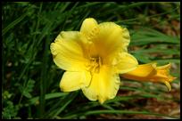 USA: Flower on WPI Campus