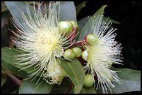 Flower of a Rose Apple Tree on Kauai