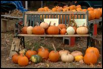 Pumpkins at a Farm in Granby, MA