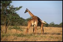 Tanzania: Giraffes outside Ngorongoro Crater